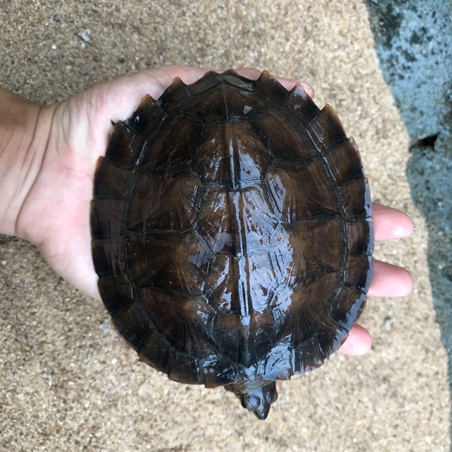 Gambar Binatang Pakai Daun Kering Guru Paud Gambar Binatang Pakai Daun Kering Guru Paud