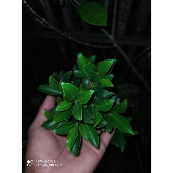 bahan bonsai ficus elegan program akar