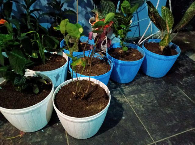 Tanaman Hias Miyana-miana Merah