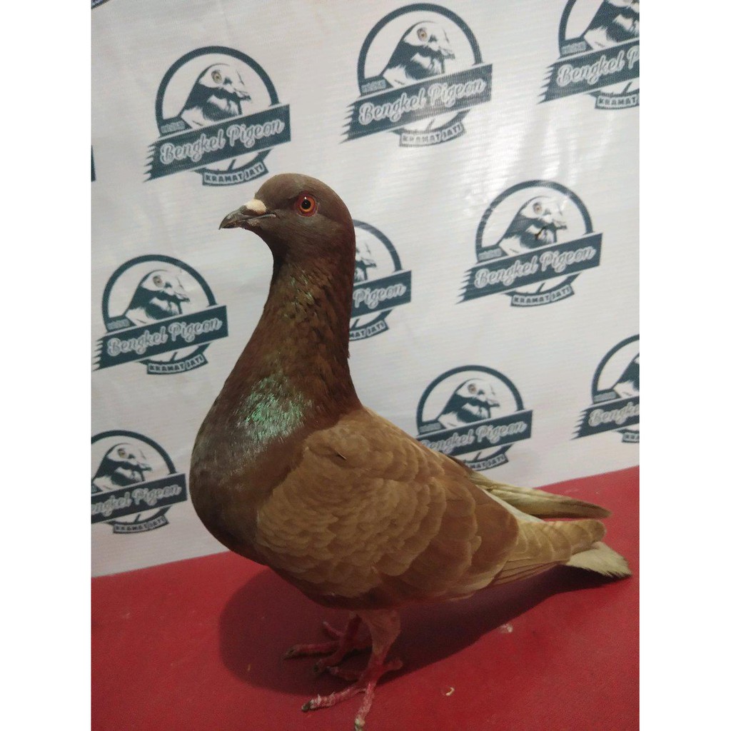 Paling Terlaris Burung Dara Merpati Bahan Prospekan Kolongan Lomba