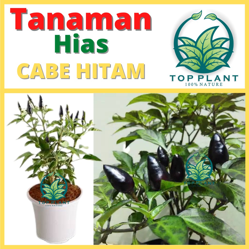 Tanaman Bunga Cabe Hias (Capsicum annuum ) - Bibit Tanaman Hidup