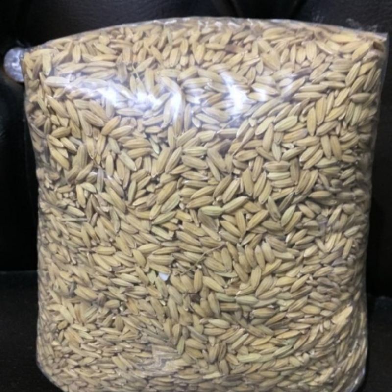 1 KG GABAH BERAS PUTIH - Pakan Ayam / burung