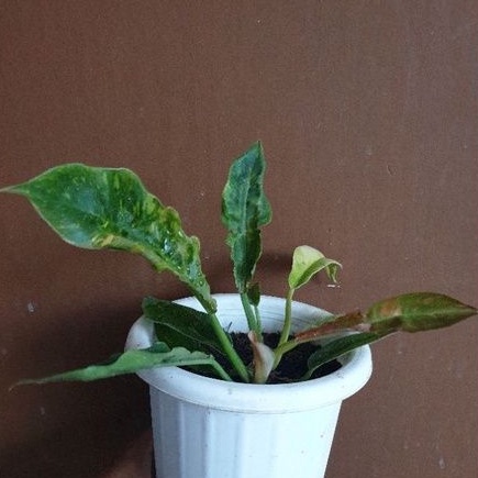 Philodendron Ring of Fire Varigata