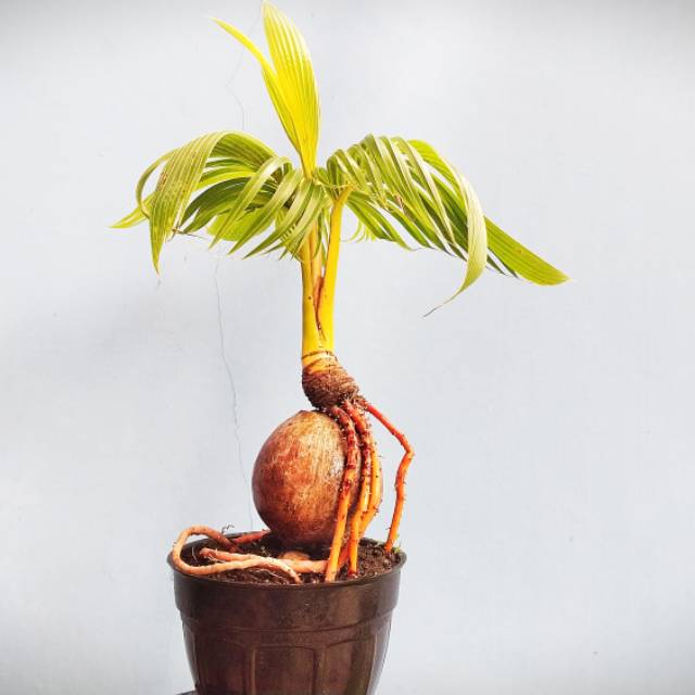 Bonsai Kelapa Akar Gantung Cahunit com Bonsai Kelapa Akar Gantung Cahunit com