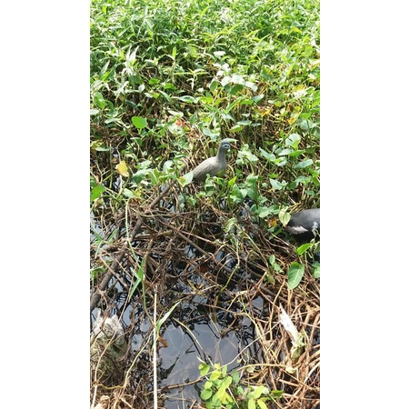 jontrot burung tikusan