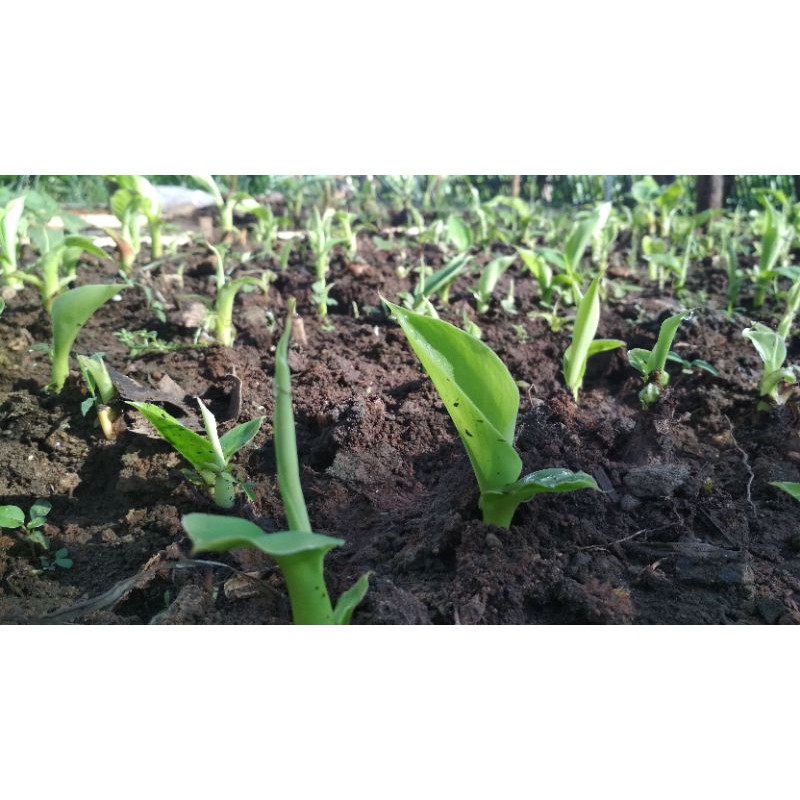 tunas pisang cavendish.( luar pulau jawa hnya bisa pakai jasa kirim JNE JTR)