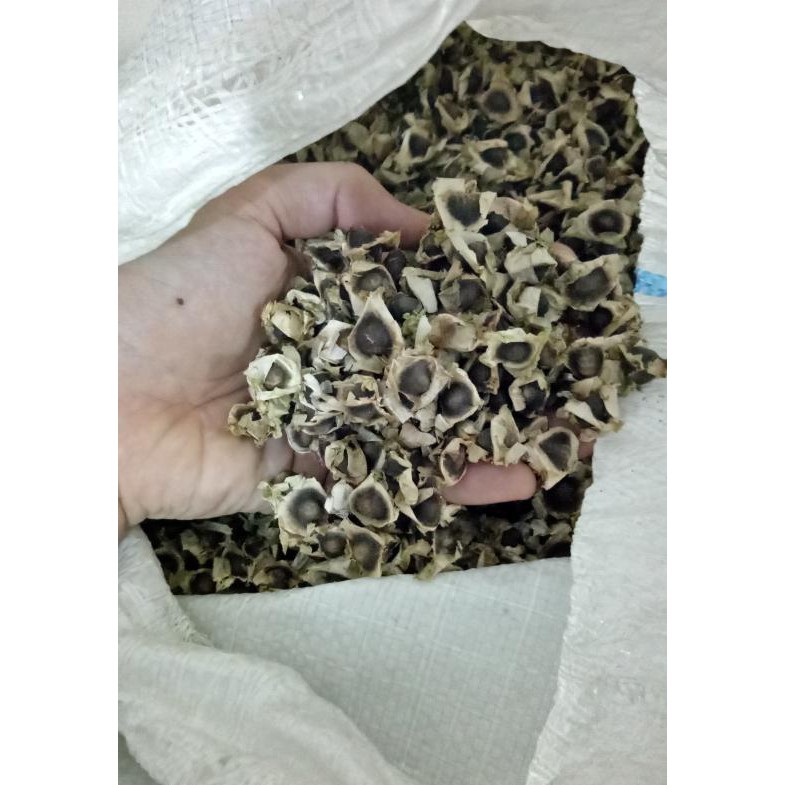 

Herbal877D8Rs9 Biji Kelor / Moringa Seed