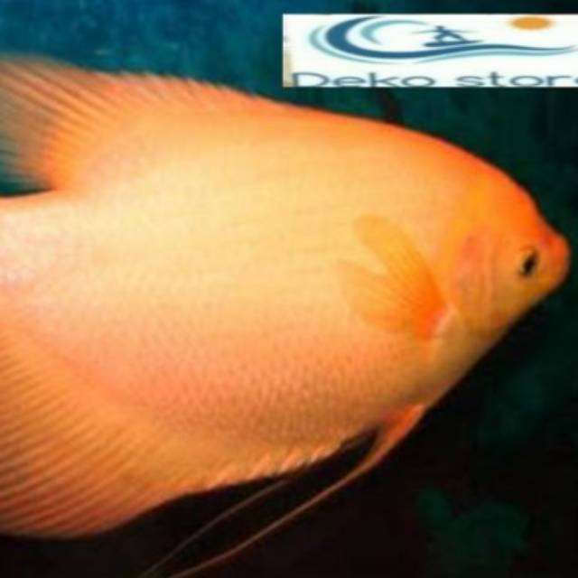 Ikan gurame padang induk yg siap bertelur ribuan