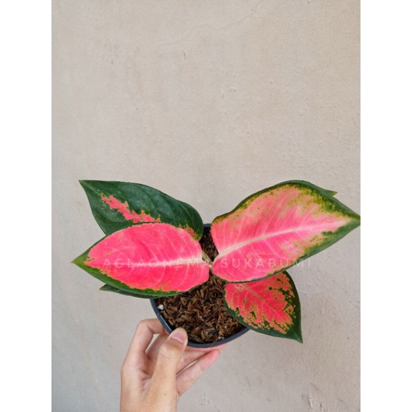 aglonema red kocin aglaonema kochin hibrid