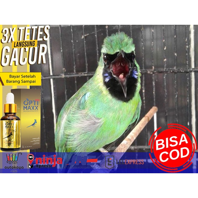 Dftoiutamtam Optimax, Vitamin Burung, Vitamin Lovebird, Murai Batu Medan, Lovebird