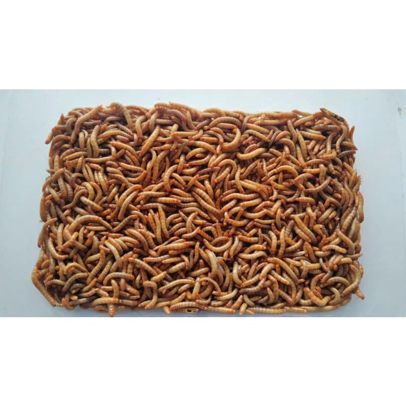 ULAT HONGKONG HIDUP MURAH// ULAT HONGKONG // PAKAN BURUNG