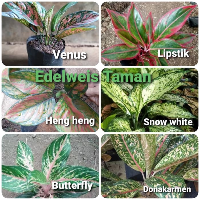 Promo Murah Paket 6 Tanaman Aglonema/Paket Aglonema/Paket Murah