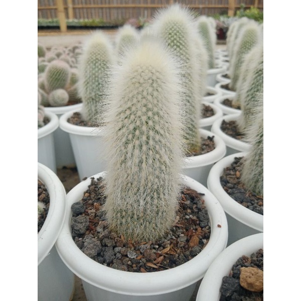 kaktus old man ownroot