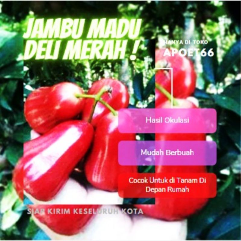 Bibit Jambu Air King Rose Jumbo
