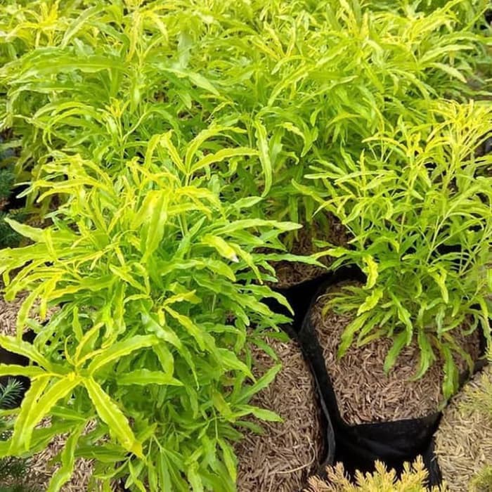 tanaman hias brokoli kuning - tanaman brokoli kuning - brokoli kuning    _