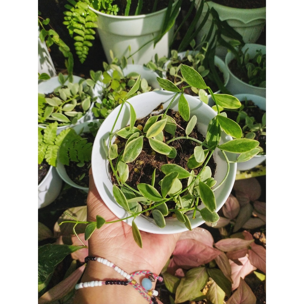 Tanaman Hias Dischidia Oinata