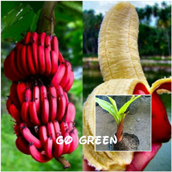 Jual  bibit buah pisang merah