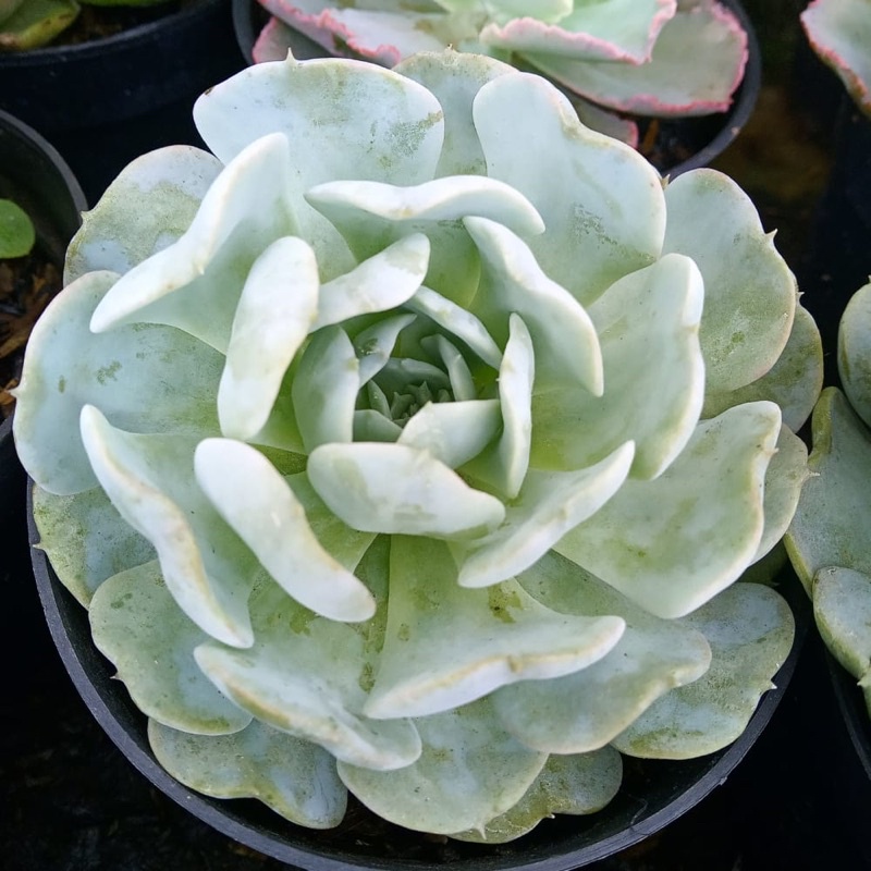 Sukulen Echeveria Lilacina / Echeveria Ghost