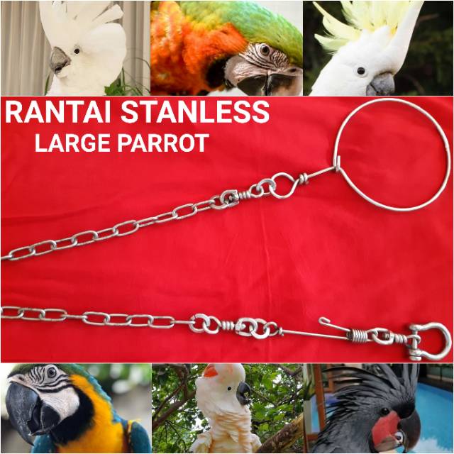 Rantai Kakatua Mollucan Ring Omega