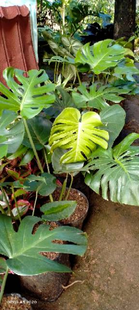 Tanaman Hias Monstera Philodendron Deliciosa - Ukuran Sedang