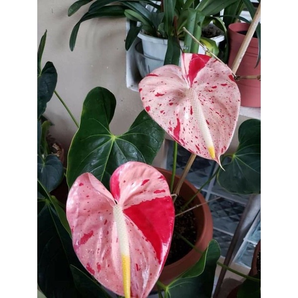 TANAMAN HIAS ANTHURIUM MICKEY MOUSE PINK SPLASH