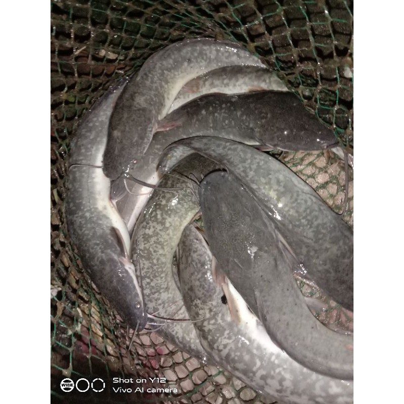 

ikan lele