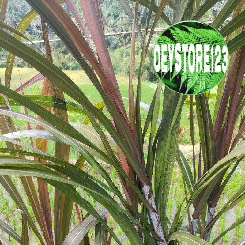 

Jual Daun Tebu ireng tebu hitam segar petik langsung
