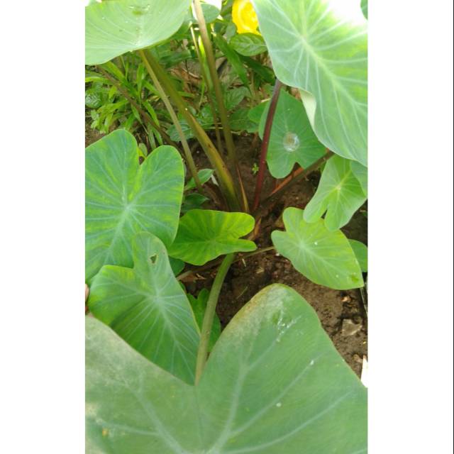 Bibit talas sayur / talas mangku indung