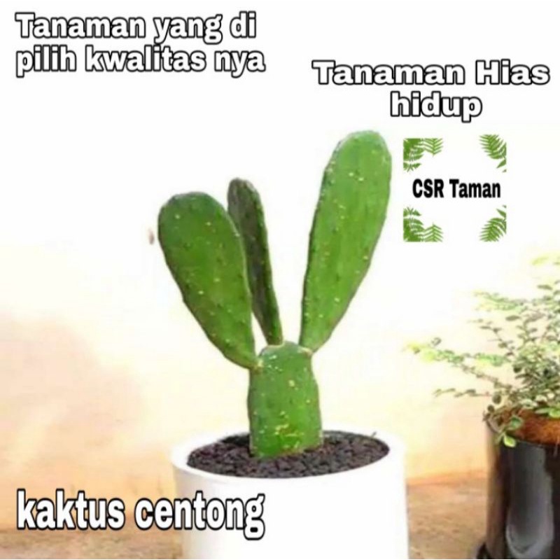 Tanaman hias kaktus/pohon kaktus