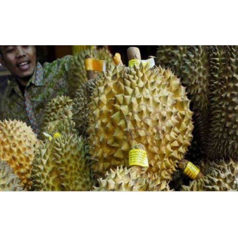 

beli 6 dapat 8 paket hemat durian mhontong