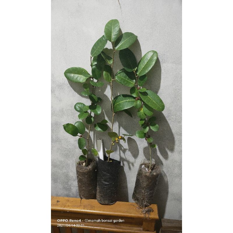 bahan bibitan bonsai amplas taiwan