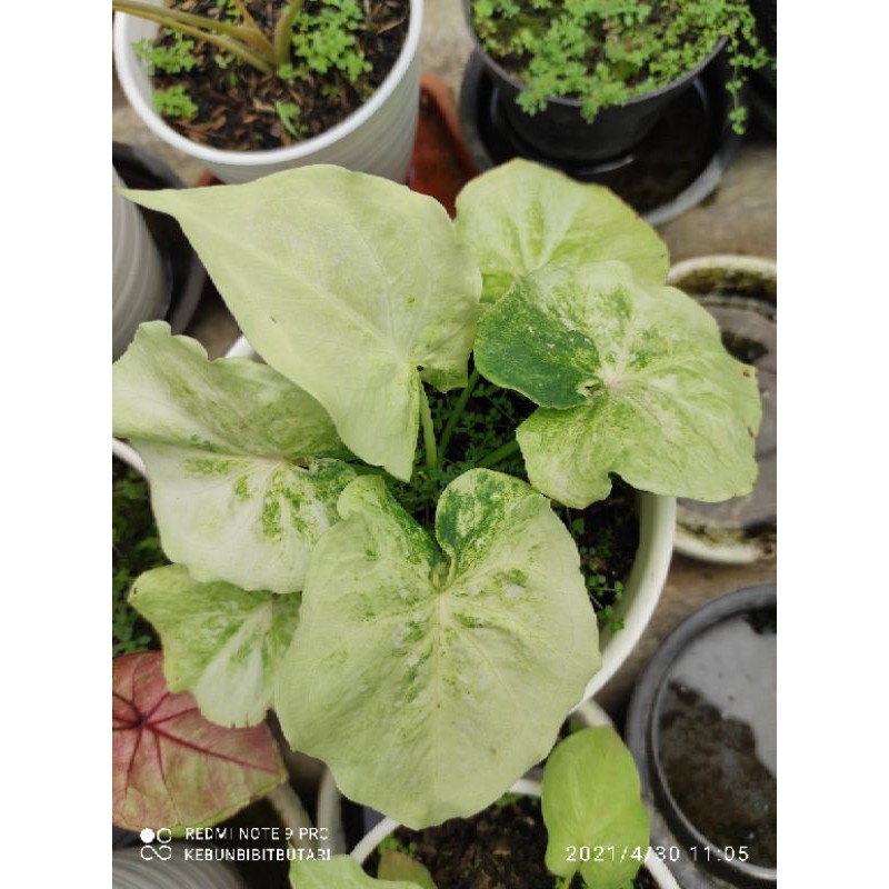 Caladium hybrid Thai series Putih White Jasmine