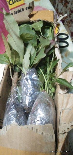 Tanaman Cincau Hijau Perdu/bibit Herbal Cincau Hijau Perdu