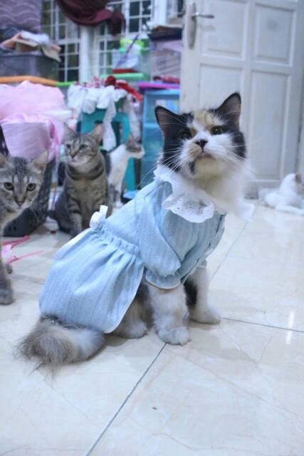 Dress untuk kucing dan anjing edisi natal 2019 lucu biru blues / baju kucing murah size S-XL