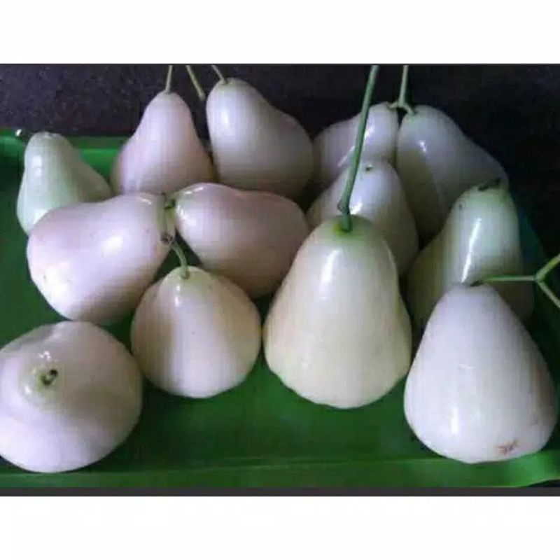 BIBIT JAMBU AIR MADU SUSU