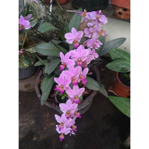 anggrek bulan mini doritis