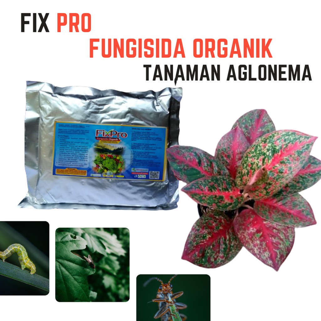 Pupuk Fungisida Tanaman Aglonema, Pupuk Pembasmi Jamur Tanaman Aglaonema