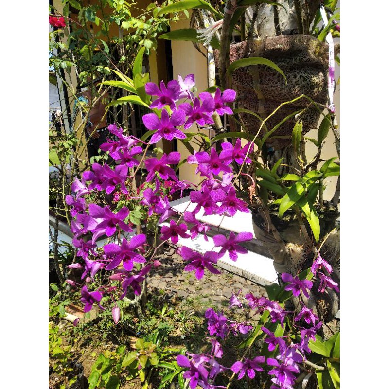 Anggrek Dendrobium Bantimurung/Anggrek Dendrobium