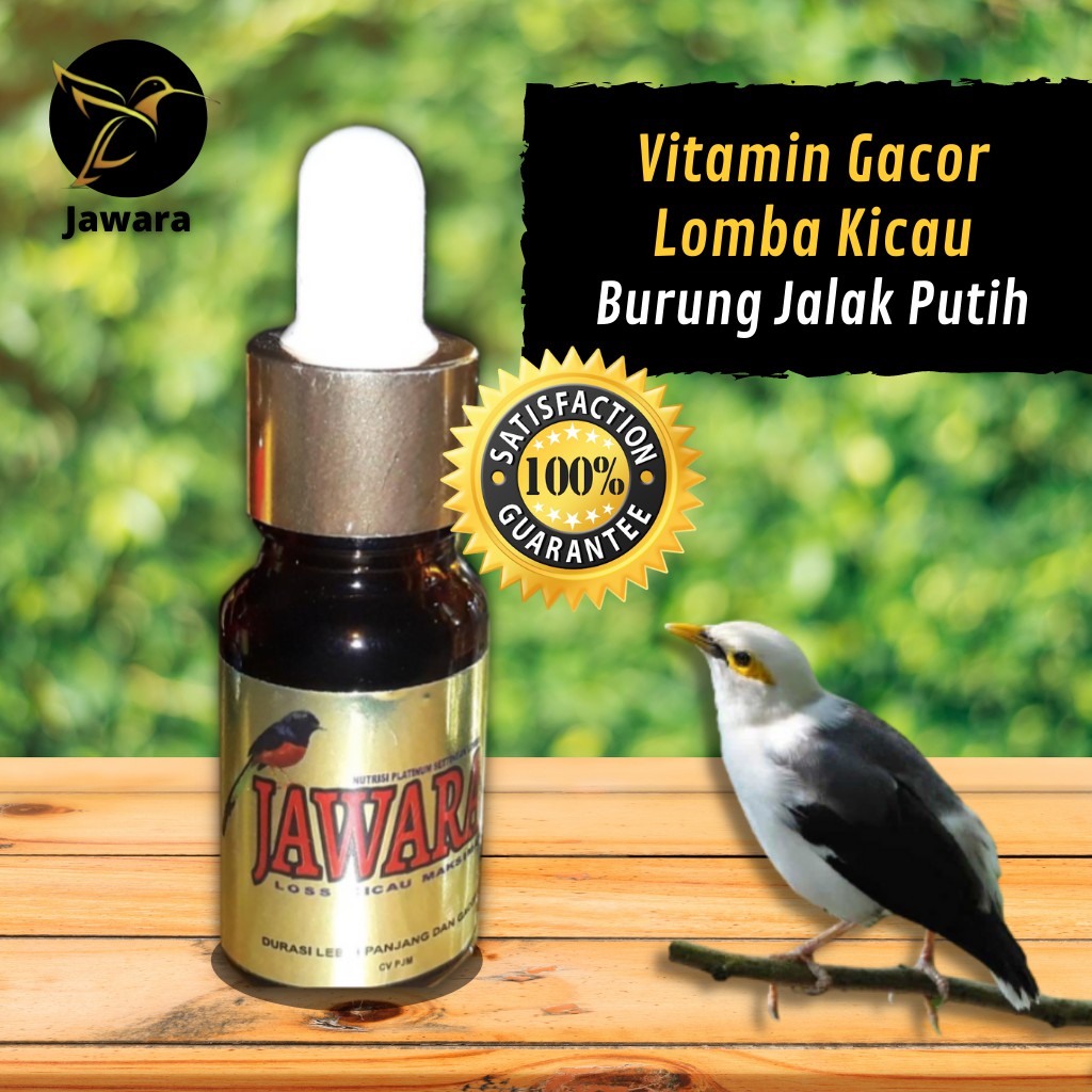 JAWARA Vitamin Gacor Lomba Kicau Burung Jalak Putih