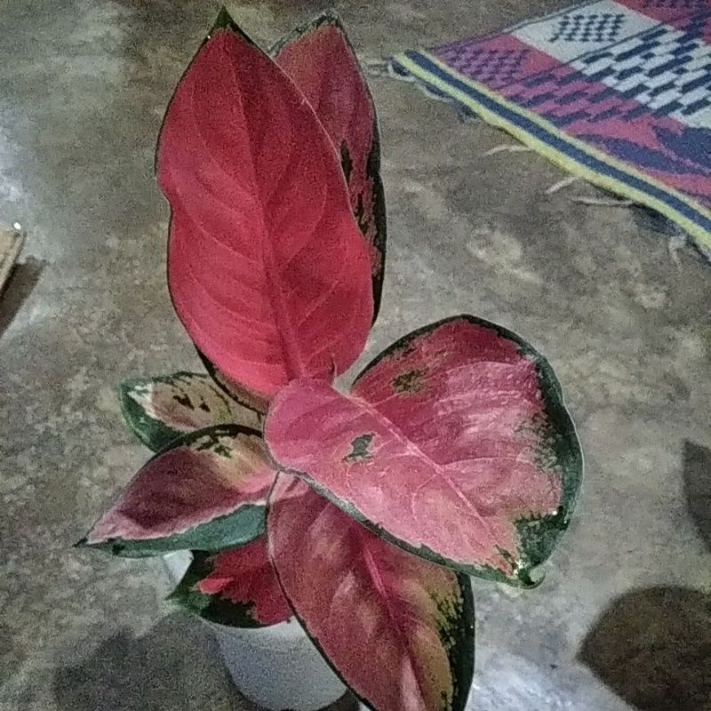 aglonema suksom pelangi