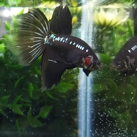 IKAN CUPANG HALFMOON/HM BLACK MAMBA ATAU SAMURAI