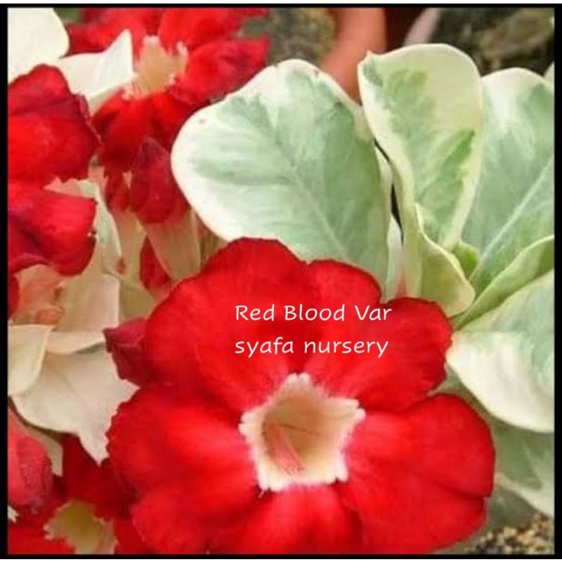Red Blood Varigata, Tanaman Hias Bunga Adenium Kamboja Jepang Grafting