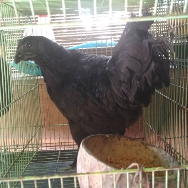 Ayam Cemani Black Born Umur 10 Bulanan Shopee Indonesia