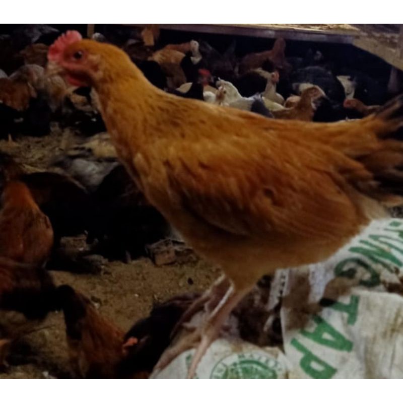 

Ayam Kampung Premium Fresh