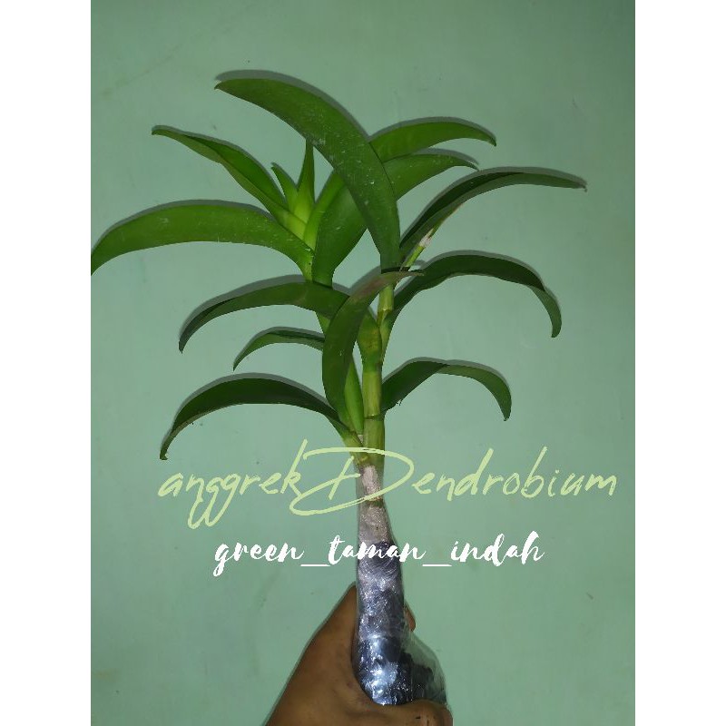 anggrek dewasa|anggrek Dendrobium
