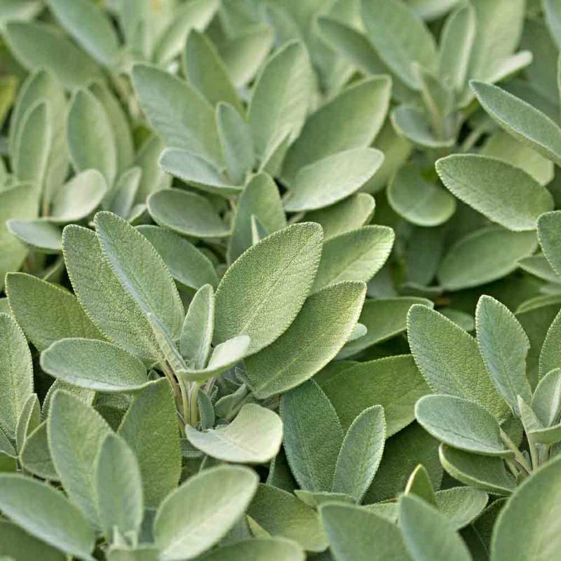 Benih SAGE COMMON herb Salvia officinalis import premium isi 1 biji