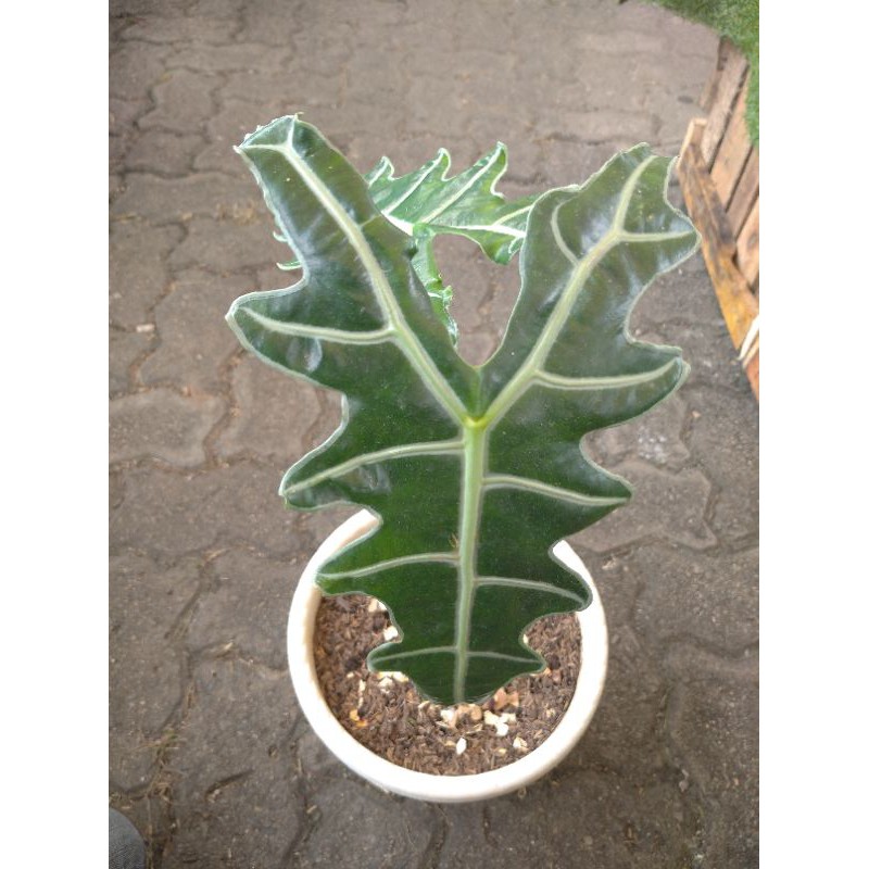 alokasia sanderiana nobilis
