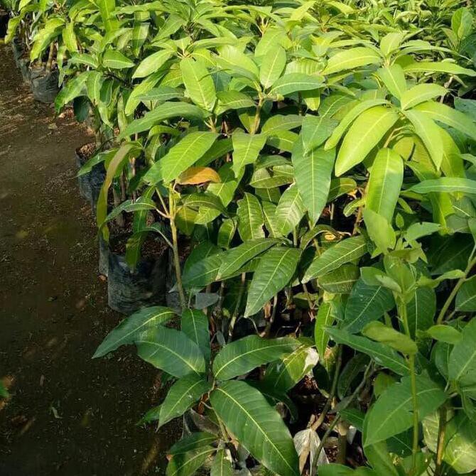 Terbaru Paket 3 Bibit Tanaman Hidup Buah Mangga Gadung Harum Manis Ny4R