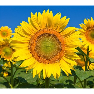 20 Biji Benih Bunga Matahari Lokal Sunflower Helianthus ...