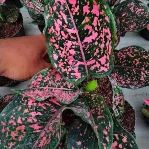 AGLONEMA PINK DALMATION